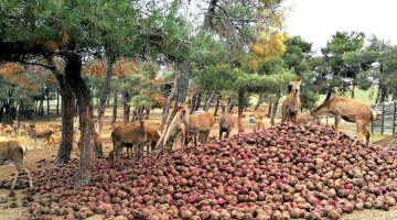 Economía circular en acción: cuando la remolacha roja alimenta a nuestros ciervos