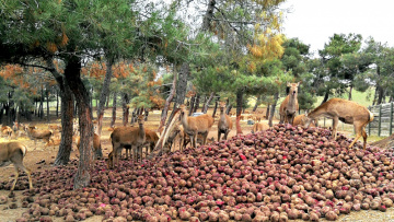 Economía circular en acción: cuando la remolacha roja alimenta a nuestros ciervos