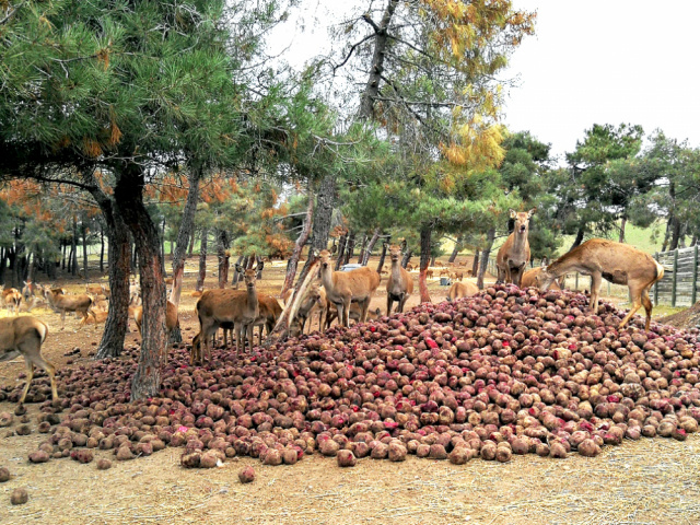 Economía circular en acción: cuando la remolacha roja alimenta a nuestros ciervos