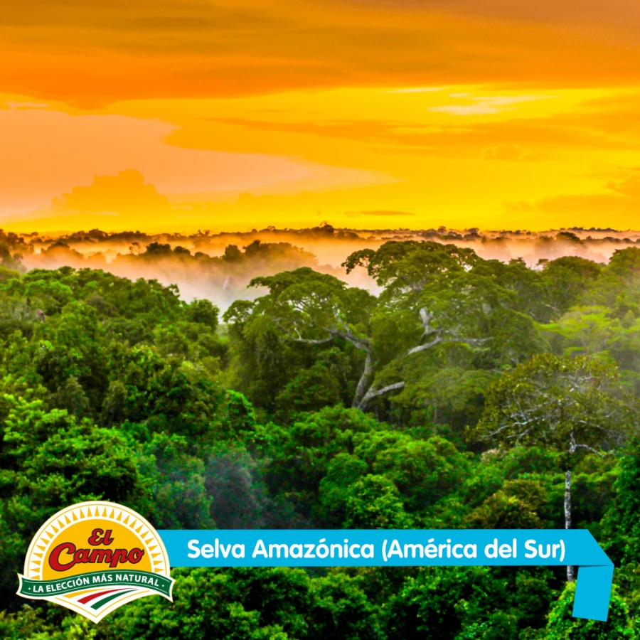 Septiembre: Selva Amazónica (América del Sur)