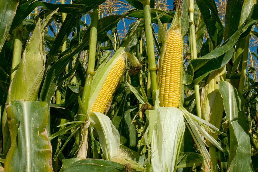 En El Campo sólo trabajamos con producto nacional